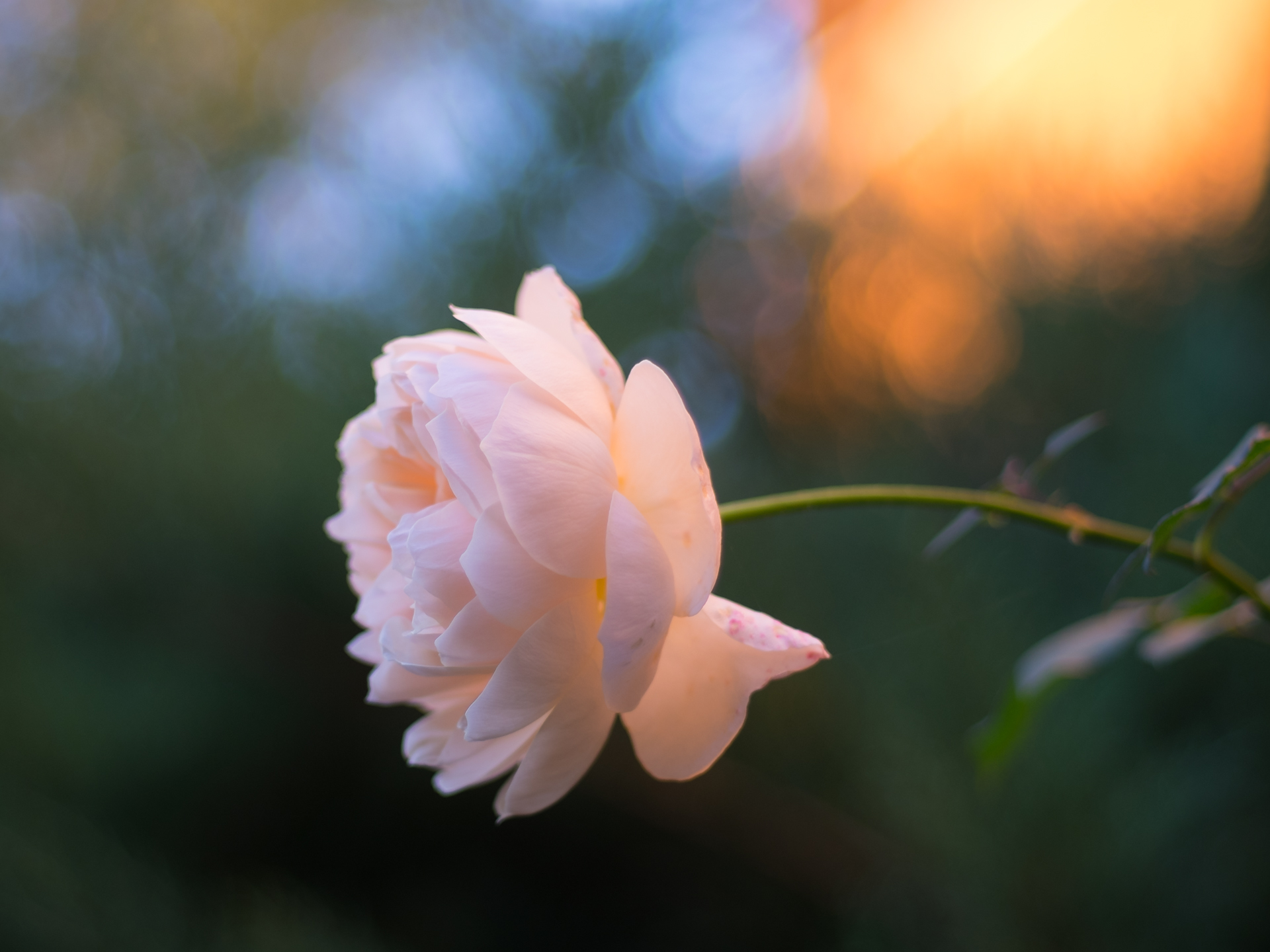 Life Photography, Rose